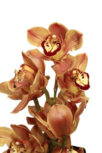 CYMBIDIUM ORANGE-NEWZEALAND