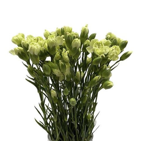 CARNATION GREEN-KENYA