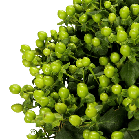 HYPERICUM GREEN-KENYA