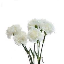 CARNATION WHITE-KENYA