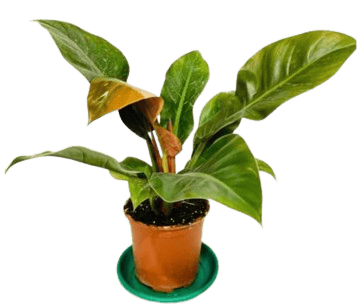 philodendron