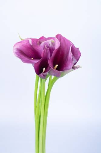 CALLA MOUVE-HOLLAND