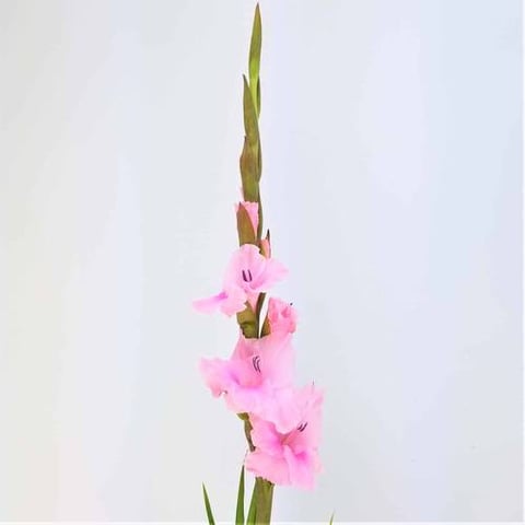 جلاديولوس  وردي-هولندا