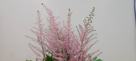 ASTILBE  PINK-HOLLAND