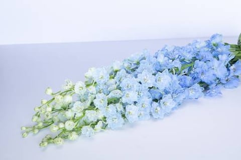 DELPHINIUM LIGHT BLUE-KENYA