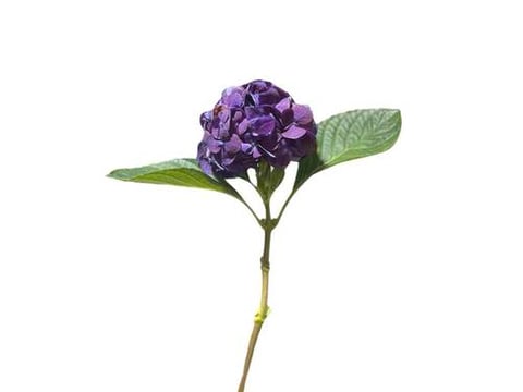 HYDRANGEA DARK MOUVE-HOLLAND