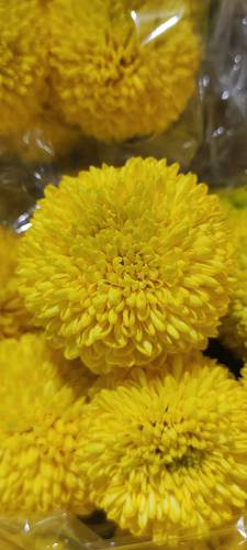 CHRYSANTHEMUM DECO YELLOW -ITA