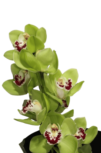 CYMBIDIUM LIGHT GREEN-SOUTH AFRICA