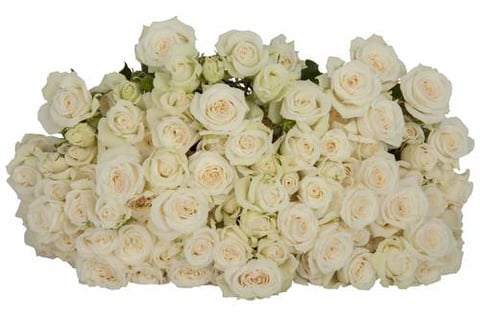 ROSES SPRAY JEANINE-KENYA