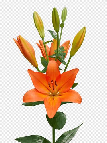 LILIUM ORANGE-ITA