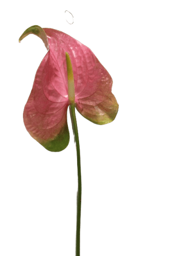 ANTHURIUM DARK  PINK-THAILAND