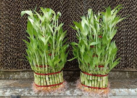 Lucky Bamboo-4 Step