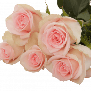 ROSES GOOD TIME-KENYA