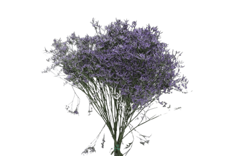 LIMONIUM DARK MOUVE-KENYA
