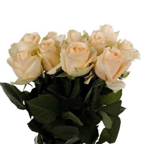ROSES MAGIC AVALANCH -ETHIOPIA