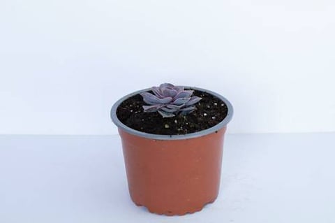 SUCCULENTS-ITA