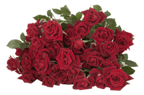 ROSES SPRAY RUBICON -KENYA