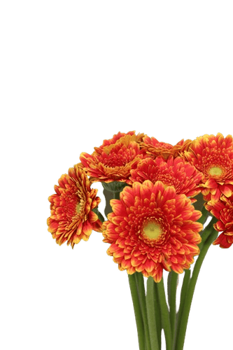 GERBERA DOUBLE COLOUR-HOLLAND