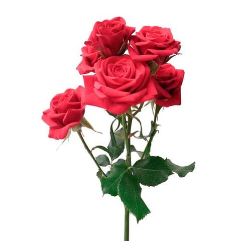 ROSES SPRAY MIRABEL -SUBATI