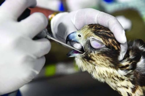 منظار صقور احترافي دقيق - Ultra Micro Avian Endoscope
