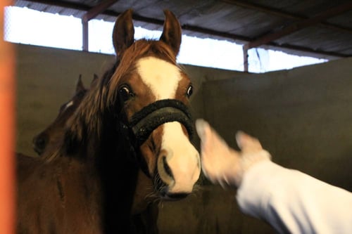 إنقاذ وإيواء الخيل المحتاجة