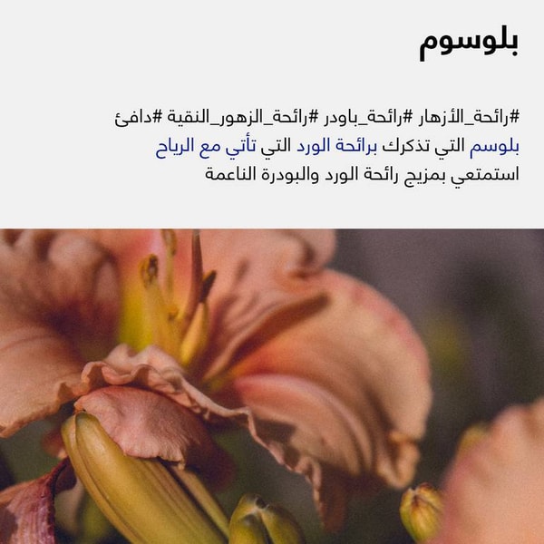 فلتر دش - دش شاور - طقم دش - فلتر شور - فلتر شاور - برغموت