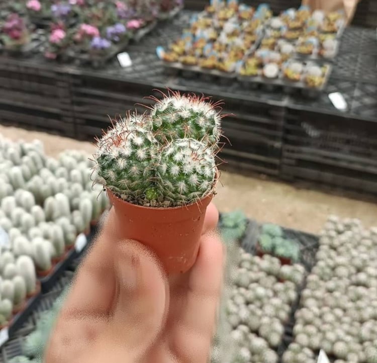 [