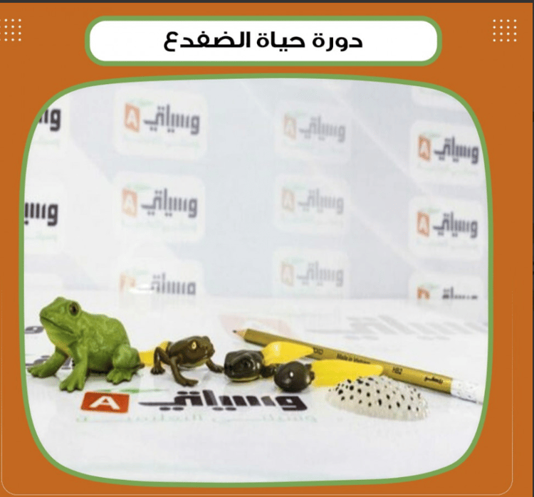 دورة حياة الضفدع