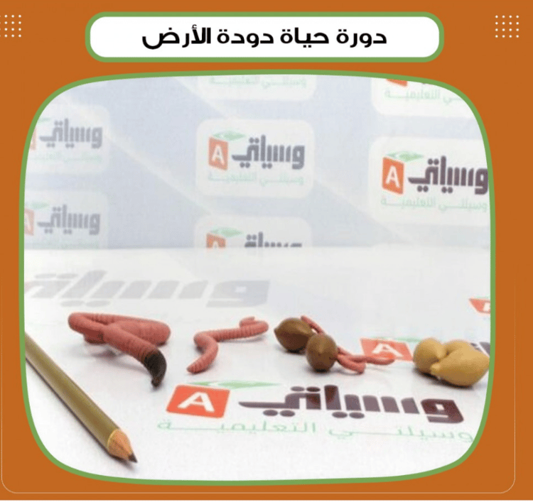 دورة حياة دودة الأرض