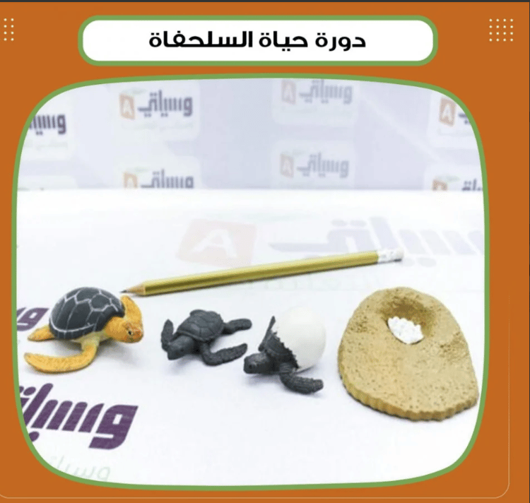 دورة حياة السلحفاة