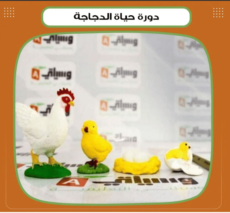 دورة حياة الدجاجة