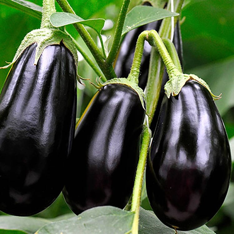 Organic Eggplant