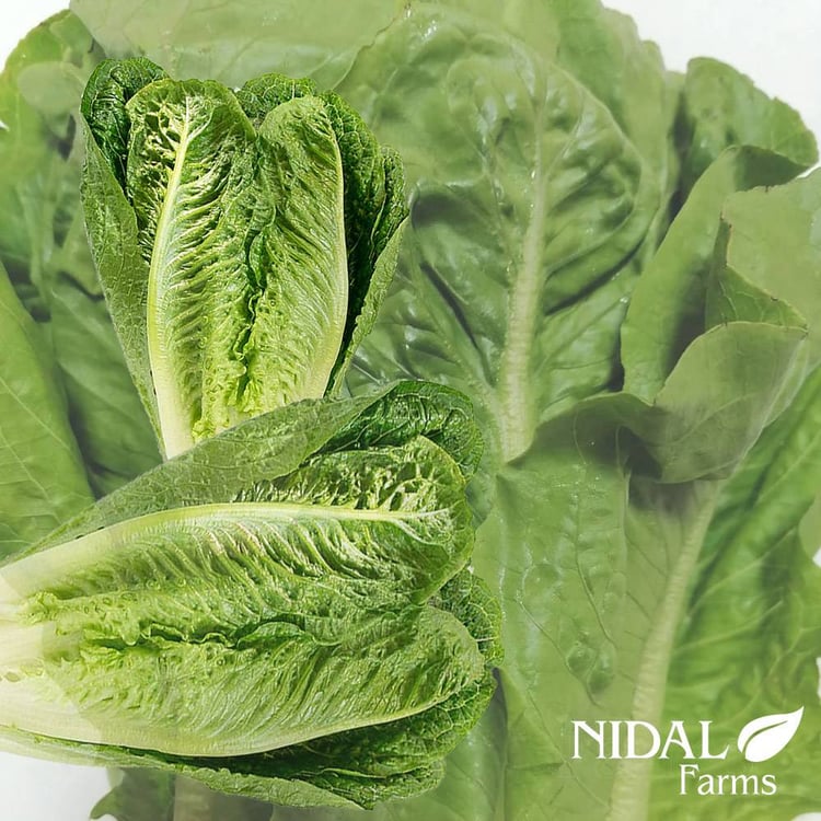 Organic Lettuce