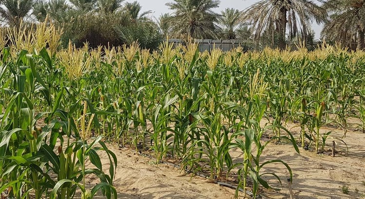 Organic Sweet Corn