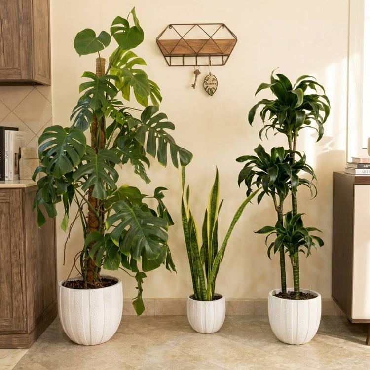 Summer indoor plants package featuring Monstera Deliciosa and premium natural plants in elegant white pots.