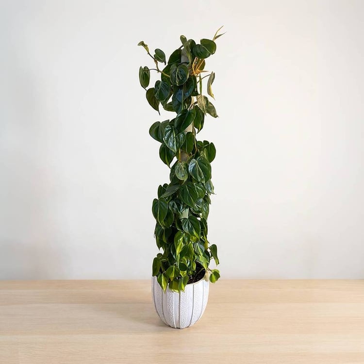 Philodendron scandens Brazil