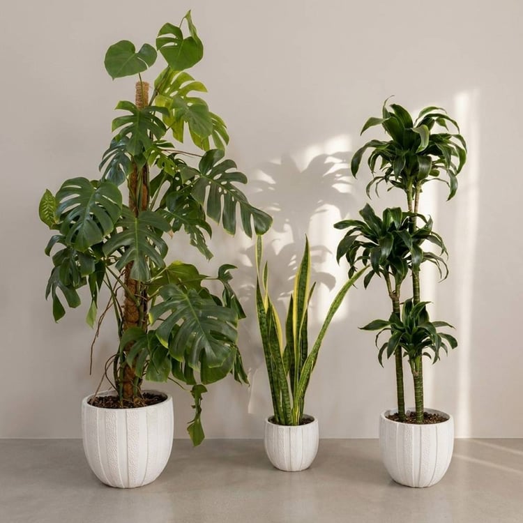 Summer indoor plants package featuring Monstera Deliciosa and premium natural plants in elegant white pots.