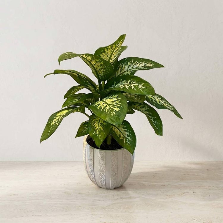 Dieffenbachia
