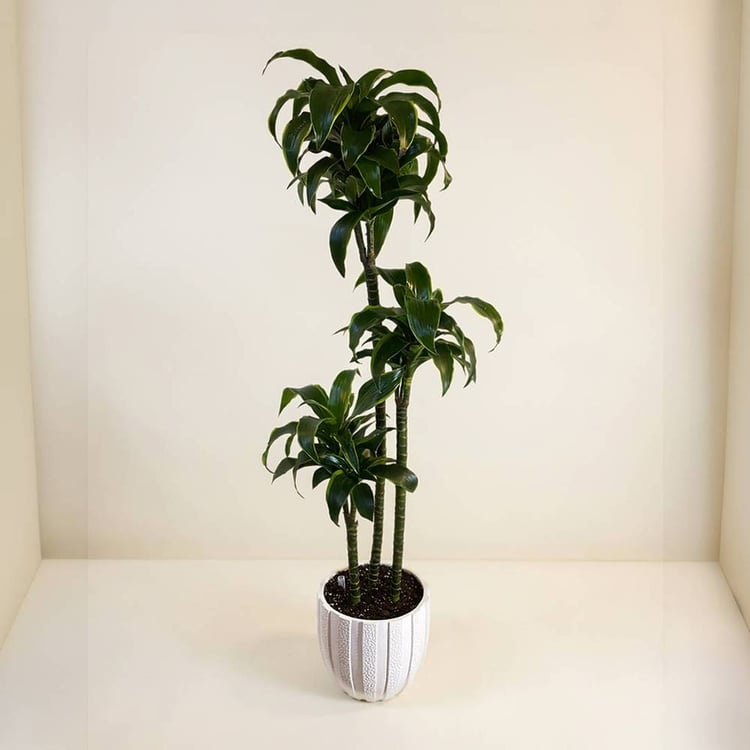 Draceana dorado indoor plant with pot