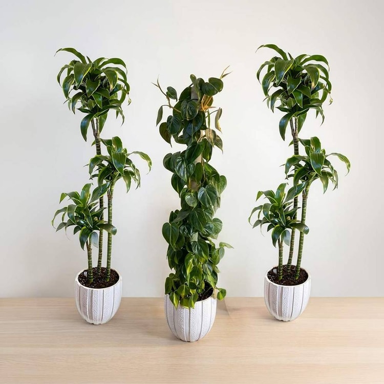 indoor plants package with pots 