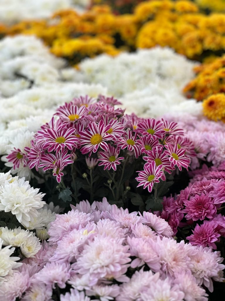 🌿 كل ما تحتاجه للزراعة… من البذرة إلى الحصاد
