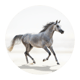 خيول