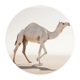 إبل