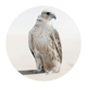 صقور