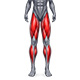 Leg Training Machines