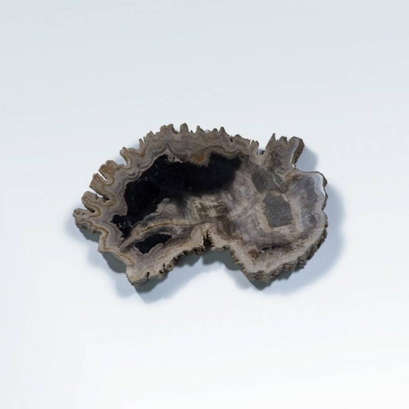 خشب متحجر (PETRIFIED WOOD)