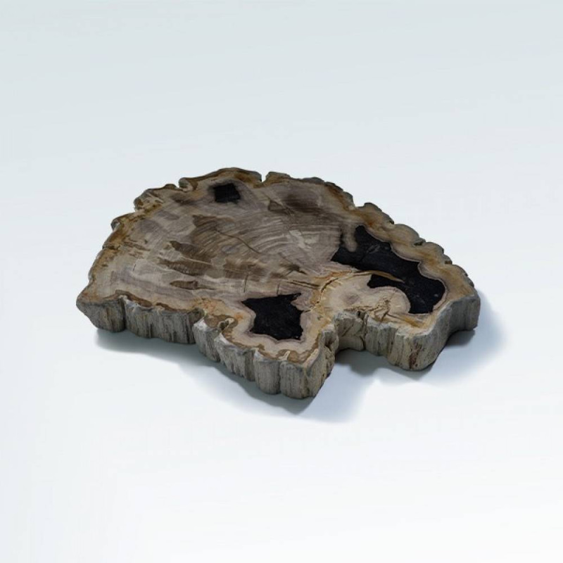 خشب متحجر (PETRIFIED WOOD)