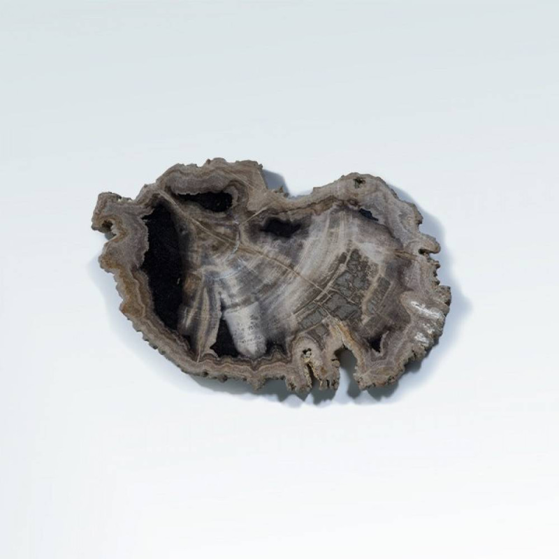 خشب متحجر (PETRIFIED WOOD)