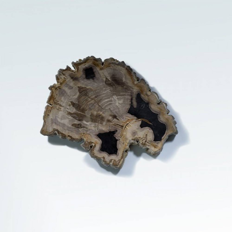خشب متحجر (PETRIFIED WOOD)