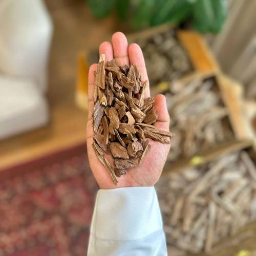 عود موروكي حي - طبيعي